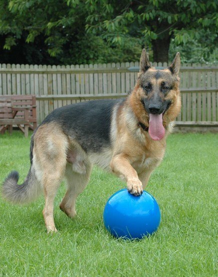 Boomer Ball M - 6" / 15cm niebieska Boomer Ball M - 6" / 15cm niebieska